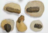 Lot: Assorted Devonian Trilobites - Pieces #119914-1